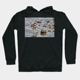 Killdeer at the Beach Hoodie